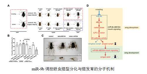科学家揭示蚜虫翅型分化的分子调控机制