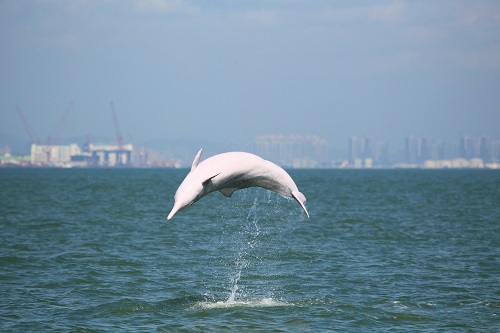 一头正在人类活动非常频繁的海域中跳跃的中华白海豚     图片来源：李松海.jpg