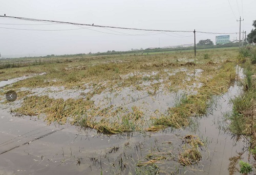 被洪水淹没的稻田.jpg
