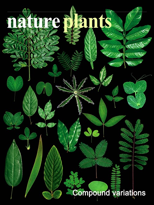 研究成果被选为Nature Plants封面故事.jpg