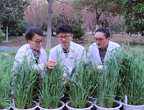 王道文（左）、李广伟（中）和杨建平（右）在观察威宁黑麦的抽穗特性。郑楠楠摄.jpg