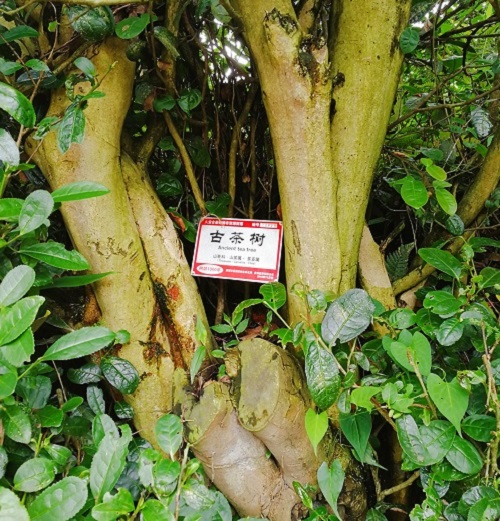 古茶树保护有了科学依据_种质-性状-茶树- ()