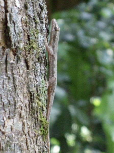 一只蜥虎停在树干上 图片来自Ardian Jusufi.jpg