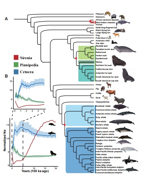 海洋哺乳动物适应环境趋同演化遗传机制_基因组-趋同-哺乳动物- ()