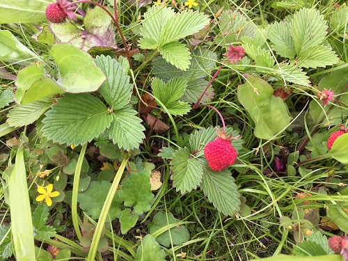 此次研究团队发现的草莓属植物的一个新种“峨眉草莓”。   雷家军供图2.jpg