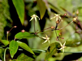科研人员在三峡地区发现植物新物种