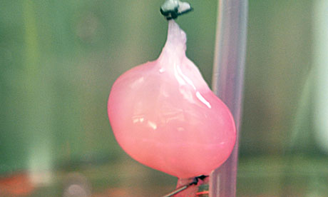 科学家实验室培育肾移植老鼠-论文-科学网