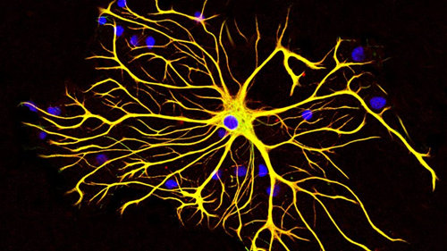 神经元也有“充电器”-论文-科学网