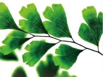 铁线蕨：植物自我“革新”的奥秘