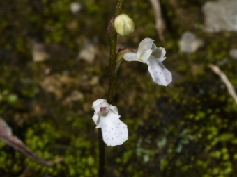 科學家在四川雅江發現蘭科植物新物種