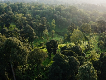 森林得到恢复和保护将吸收2260亿吨碳