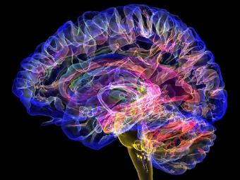 大腦植入物有助于嚴重頭部損傷恢復