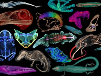 这个数字“好奇柜”里的展品不一般