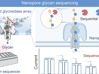 科学家开发纳米孔糖测序新策略