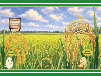 轻干湿交替灌溉可改善稻米的食味品质