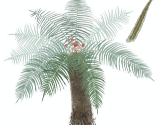 ����ާ������͸��ާ��ֲ���ݻ��������ʾ