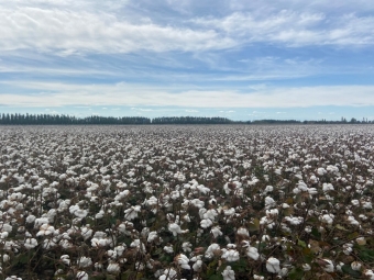 棉花新品种让盐碱地变“希望田野”