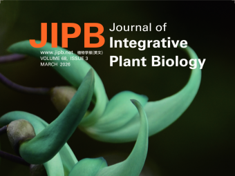 研究揭示翡翠葛稀有蓝绿花色形成遗传基础