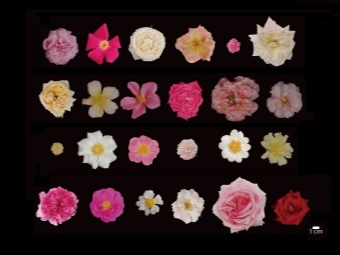 破译“花中皇后”多姿密码
