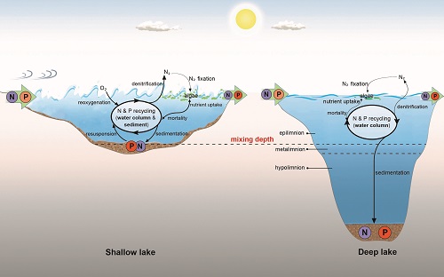TOC：湖泊内氮磷地球化学循环过程在浅水湖泊（左）和深水湖泊（右）中的示意图。在浅水湖泊中，湖体处于混合状态，氮损失（反硝化作用）加强，磷损失（沉积作用）减弱，且水动力扰动促进沉积物中磷的释放，最终导致氮磷比下降，往往表现为氮限制。然而，在深水湖泊中，一般只有湖泊混合层处于活跃状态，氮的损失降低，磷的沉降去除效率提高，导致氮磷比升高，主要表现为磷限制。.jpg