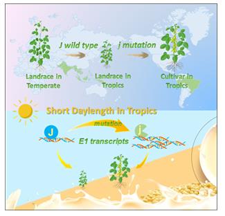 大豆适应热带短日照地区的模式图.jpg
