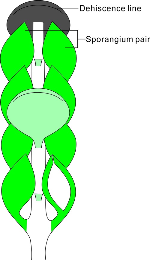 早泥盆世工蕨类植物紧贴扁囊蕨繁殖部分孢子囊穗三维模型图示.jpg