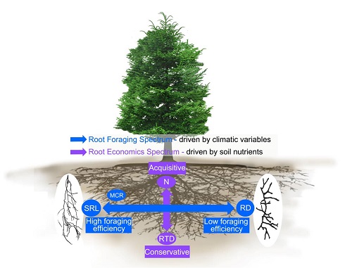 气候和土壤养分驱动的细根功能属性<font class=
