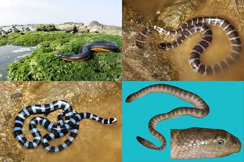 各种各样的海蛇（1、2、3游崇玮摄；4任金龙摄）.jpg