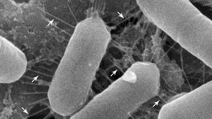 bacteria_700p.jpg