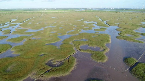 上海南汇边滩盐沼湿地生态系统自组织形成的“精灵圈”.jpeg