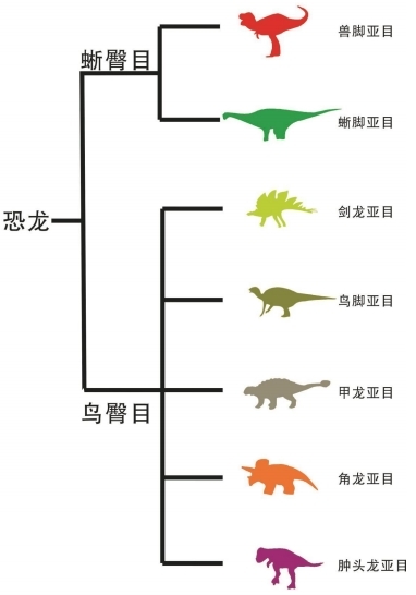 恐龙分类位置图.jpg