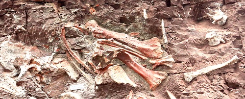 化石墙上剑龙标本1jpg