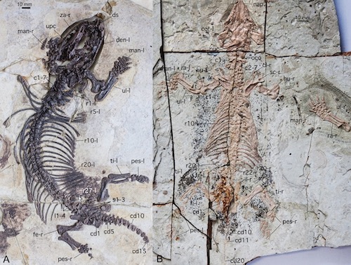 中国の古代アナグマの頭骨 化石 レア /アンモナイト 三葉虫 恐竜 
