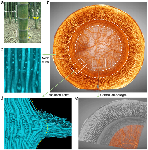 竹节空间异质多级次微纳纤维结构.png