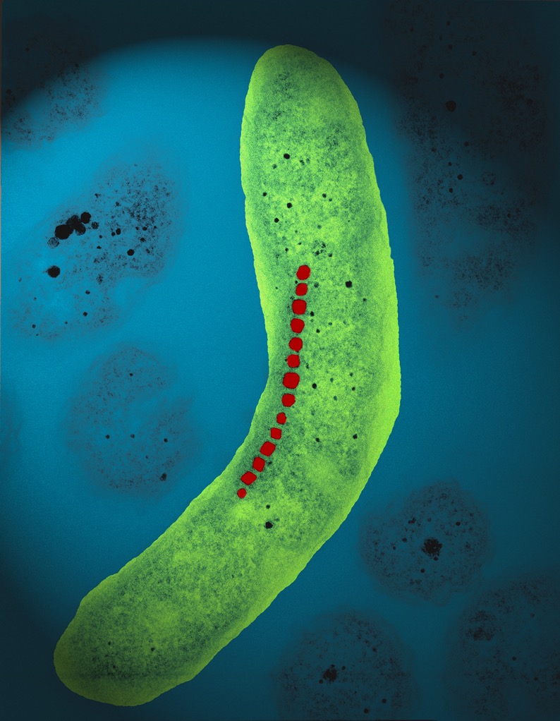 趋磁细菌磁导航及其链状排布的磁小体“生物罗盘” 课题组供图.jpg