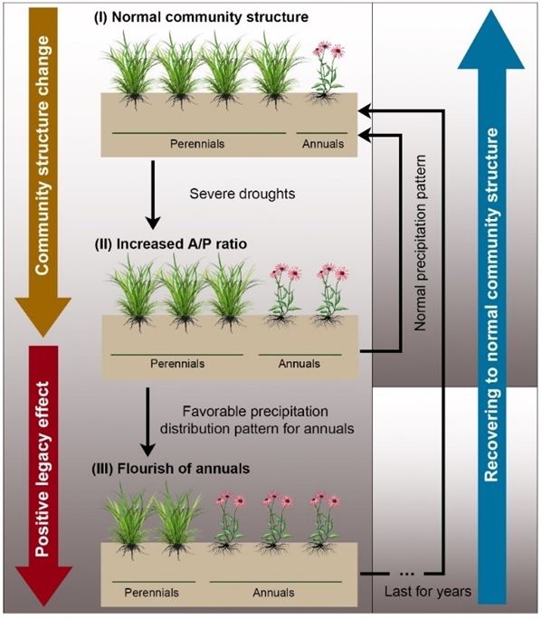 中科院植物所研究人员揭示极端干旱在草原生态系统产生正遗留效应的驱动机制—新闻—科学网