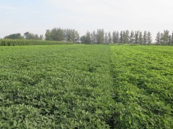李培武院士团队首创花生种植新技术