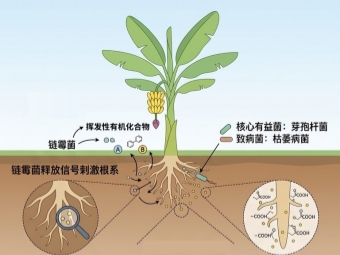 研究揭示链霉菌调控香蕉抗枯萎病分子机制