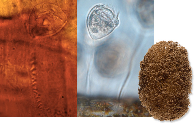 古细菌化石图片