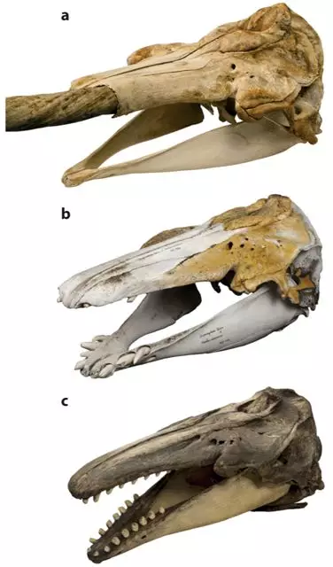 独角鲸骨骼图片