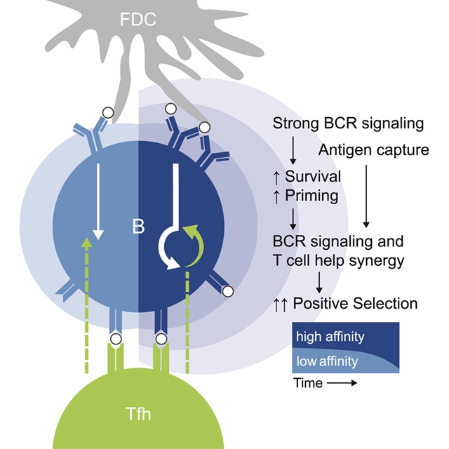 生发中心的B细胞受体信号可以延长生存期并为B细胞选择做准备—小柯机器人—科学网