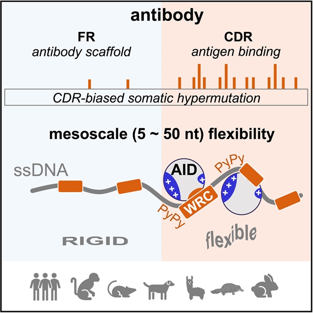 抗体编码序列中的中尺度DNA特征促进体细胞的超突变—小柯机器人—科学网
