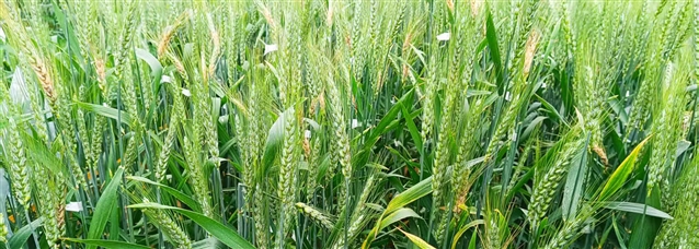 �о�����С���ù���ؼ����в����ء�����