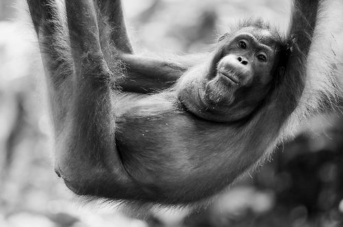 本报讯 有些灵长类动物有尾巴,但人类和近亲类人猿却没有.