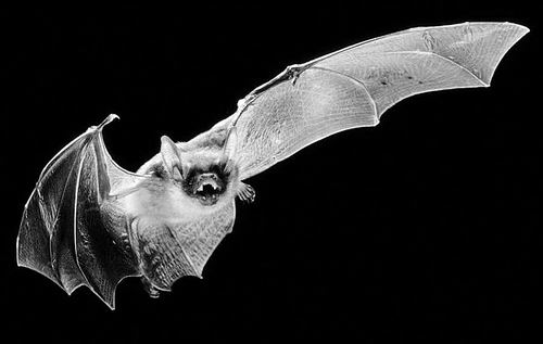 蝙蝠扮蜜蜂吓跑猫头鹰