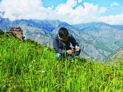 在喜马拉雅山野找寻“高原密码”的追荞人